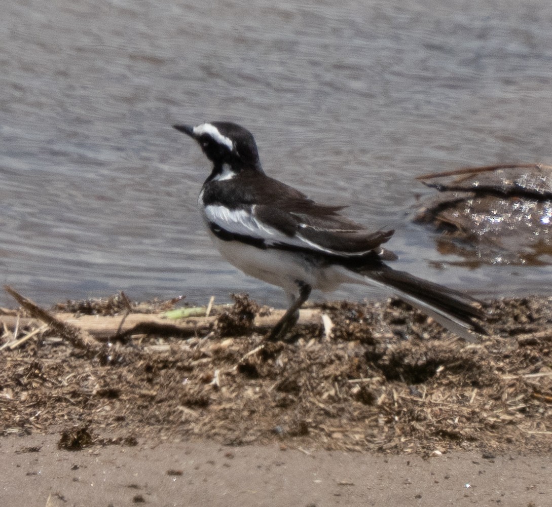 African Pied Wagtail - ML644583886