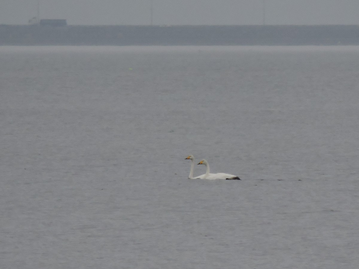 オオハクチョウ - ML644583888