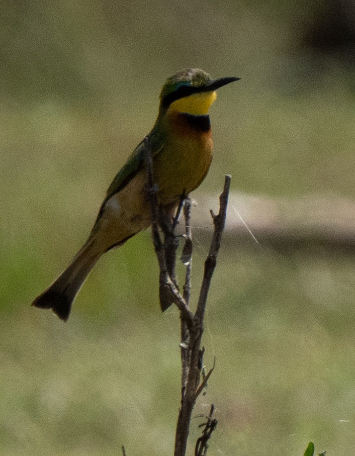 Little Bee-eater - ML644583891