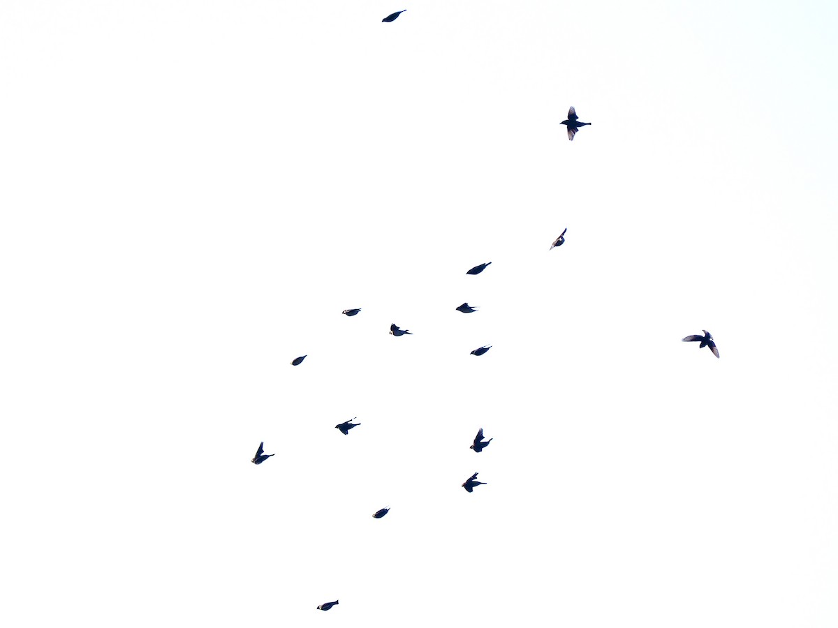 Cedar Waxwing - ML644583898