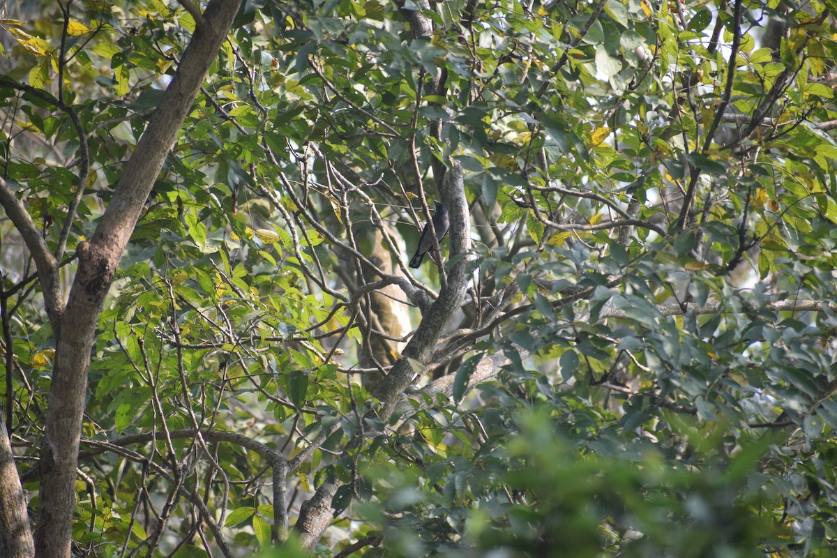 Траурный личинкоед-свистун - ML644583899