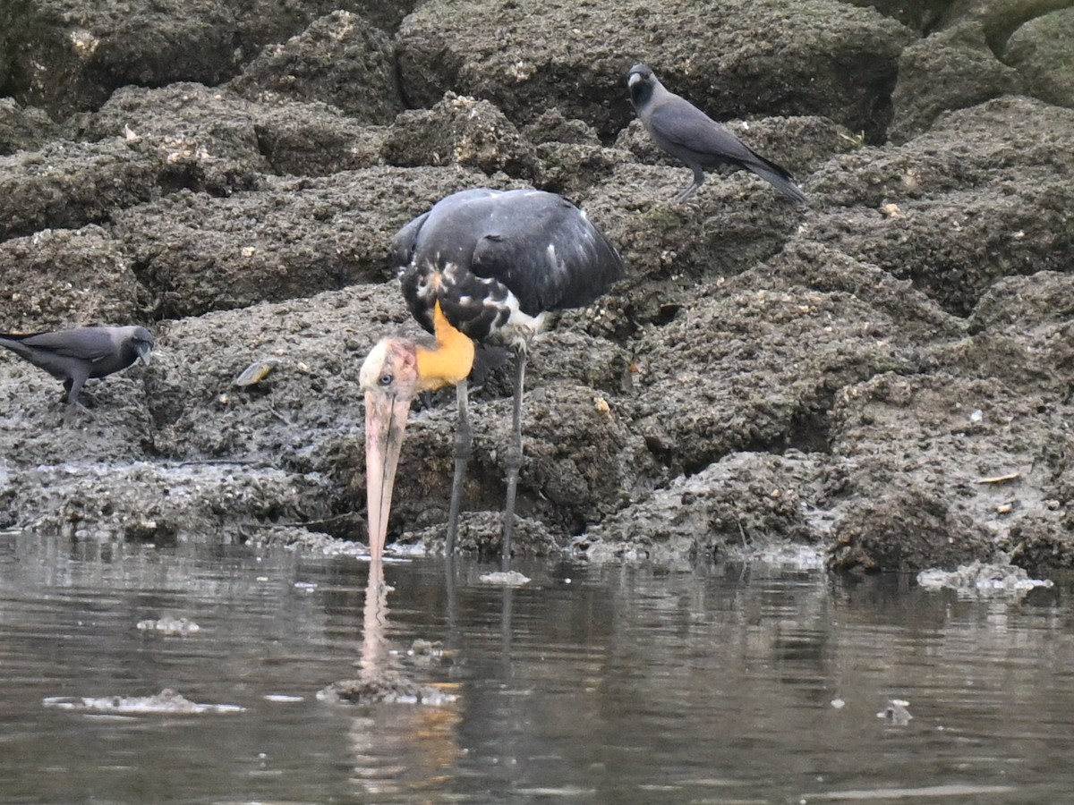 Lesser Adjutant - ML644583905