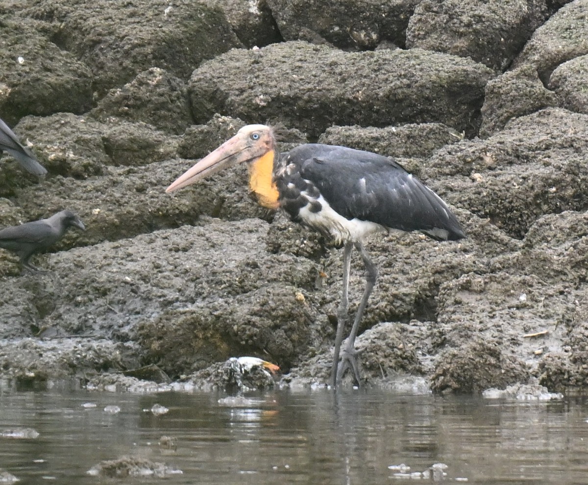 Lesser Adjutant - ML644583906