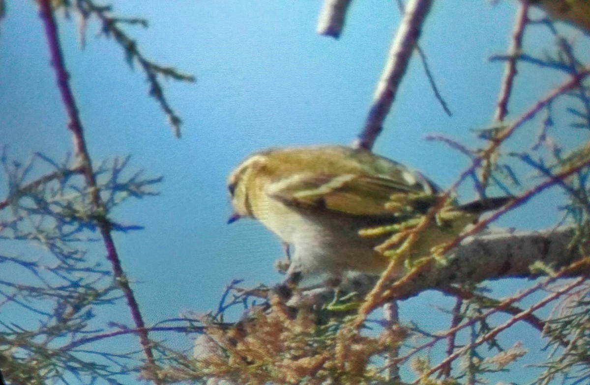 gulbrynsanger - ML644583915