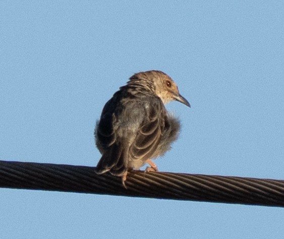 Rattling Cisticola - ML644583922