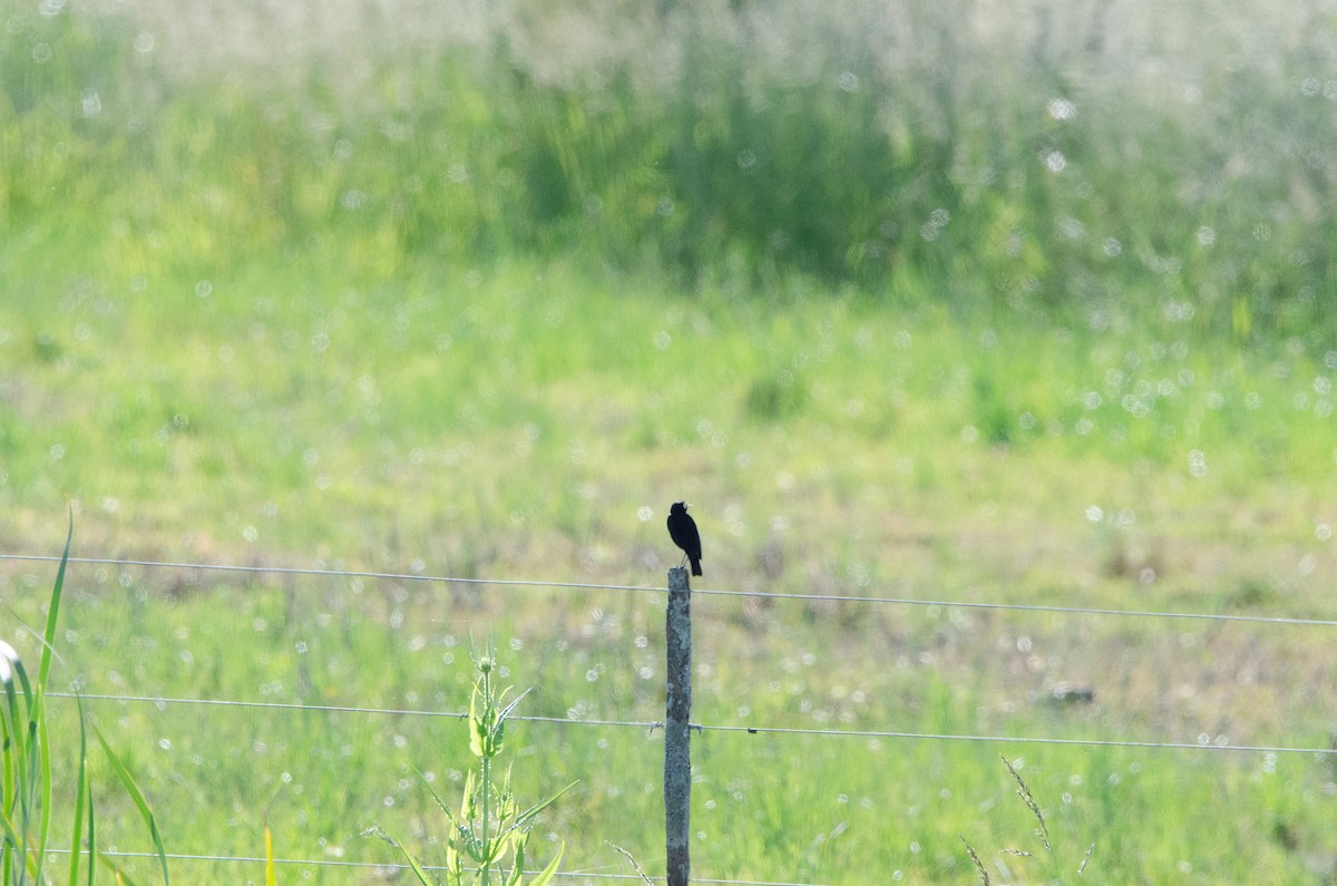 Spectacled Tyrant - ML644583923