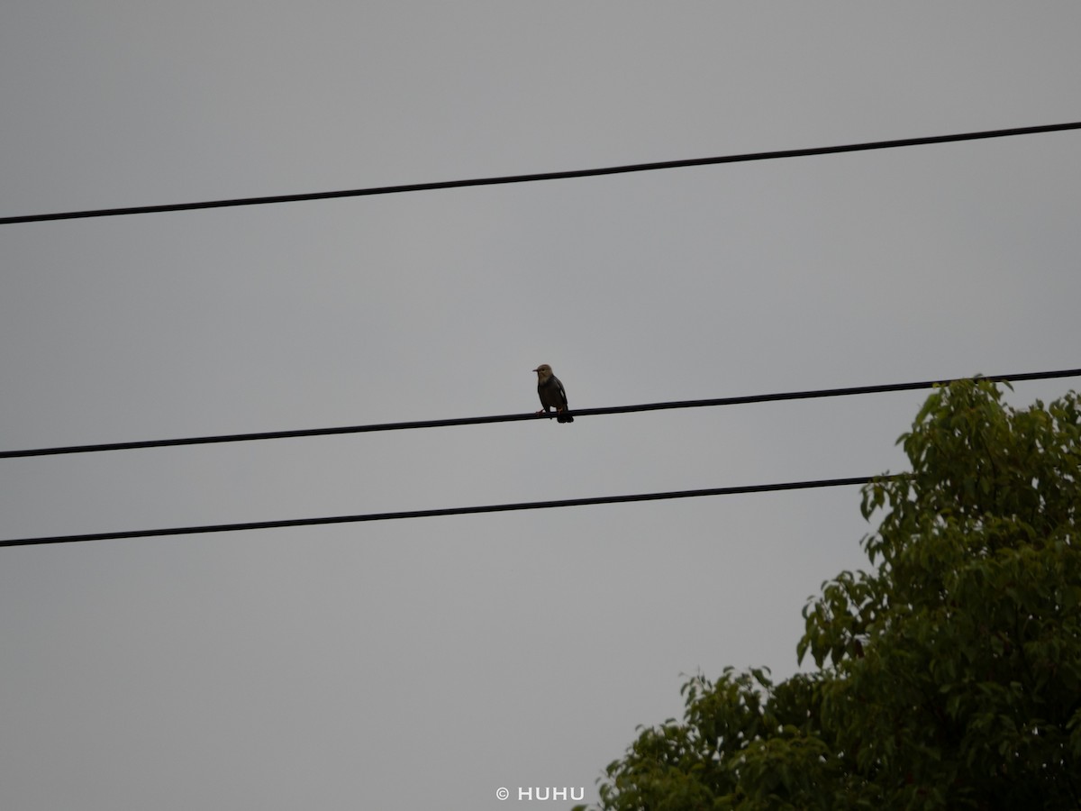 Red-billed Starling - ML644583924