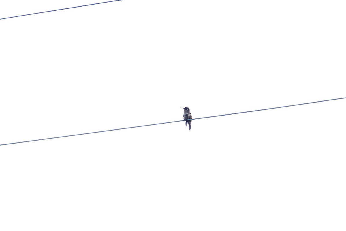 ildkronekolibri - ML644583927