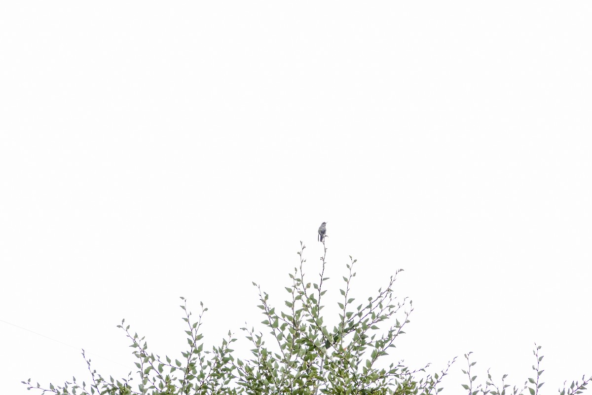 ildkronekolibri - ML644583928