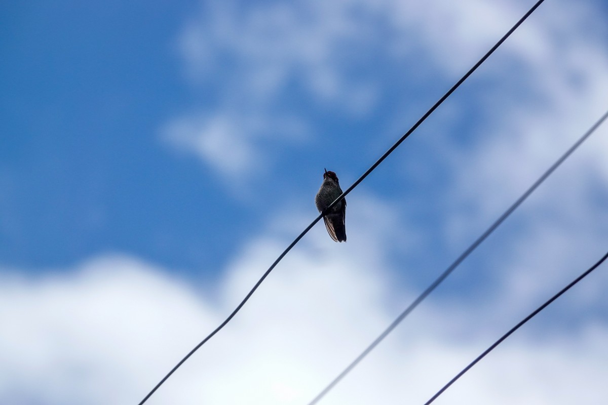 ildkronekolibri - ML644583930