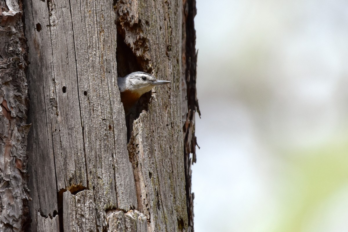 brhlík turecký - ML644583938