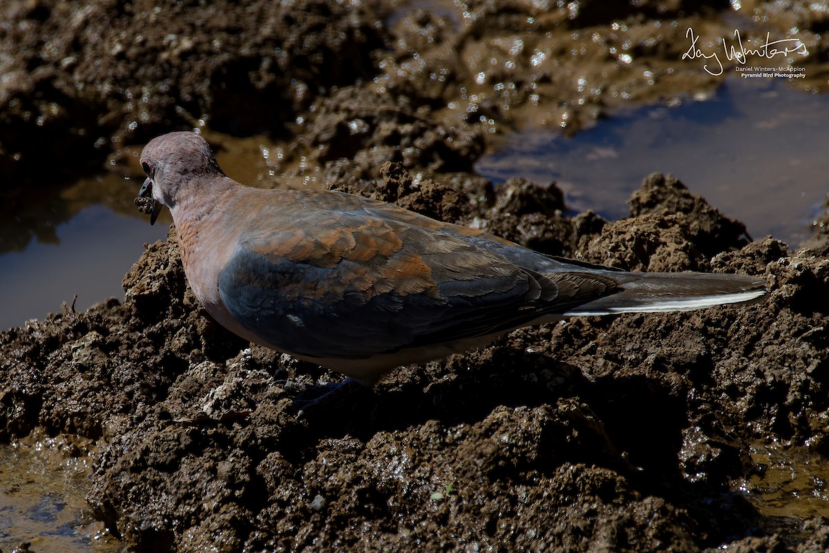 Laughing Dove - ML644583940