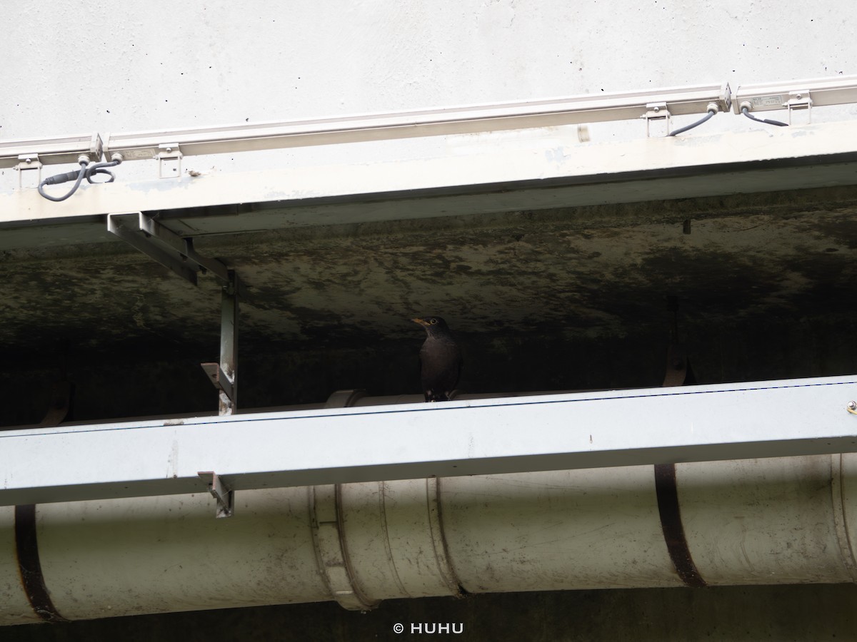 Chinese Blackbird - ML644583942