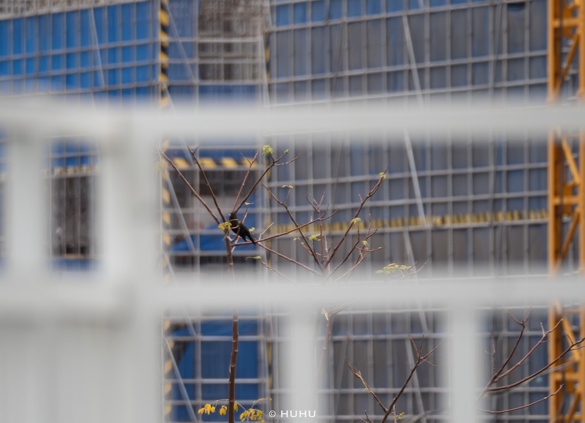 Chinese Blackbird - ML644583944