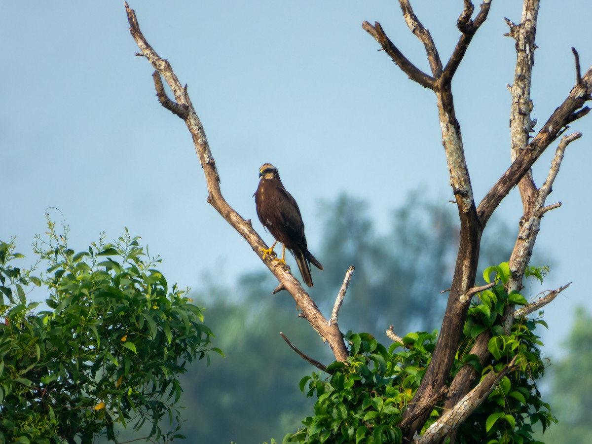 Болотный лунь - ML644583945