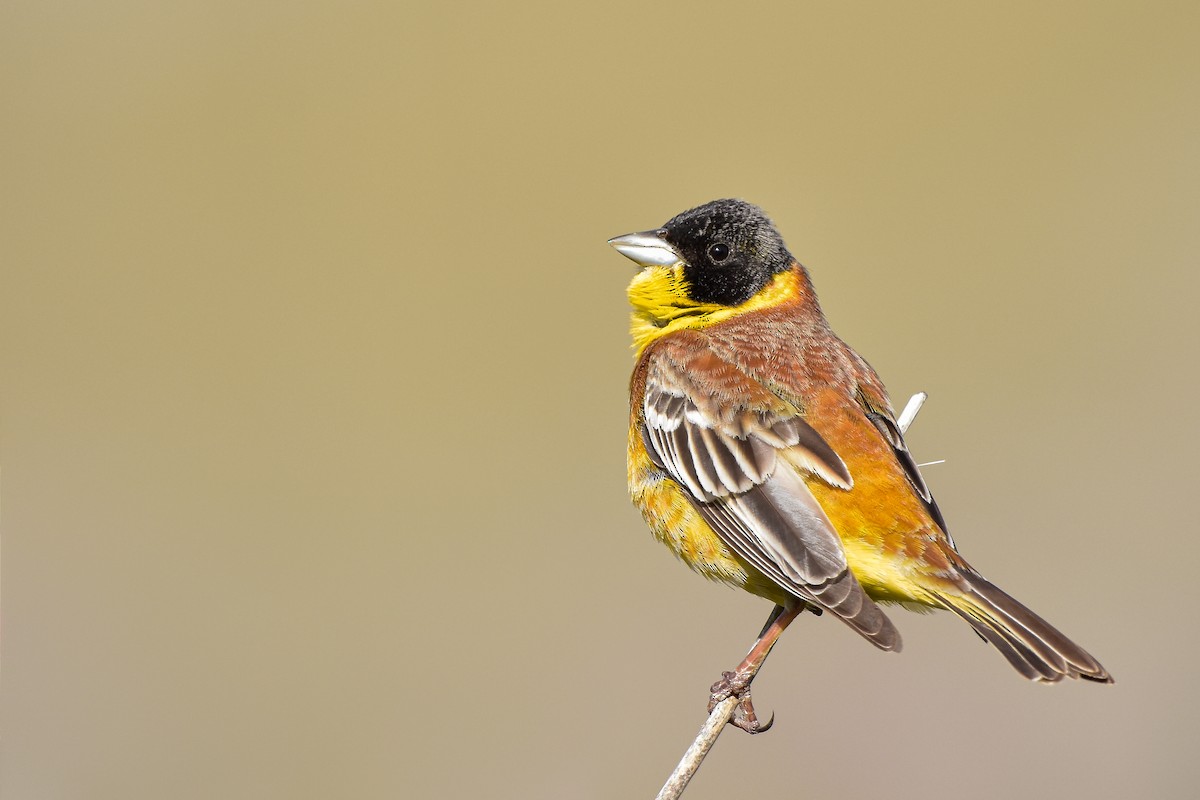 strnad černohlavý - ML644583947