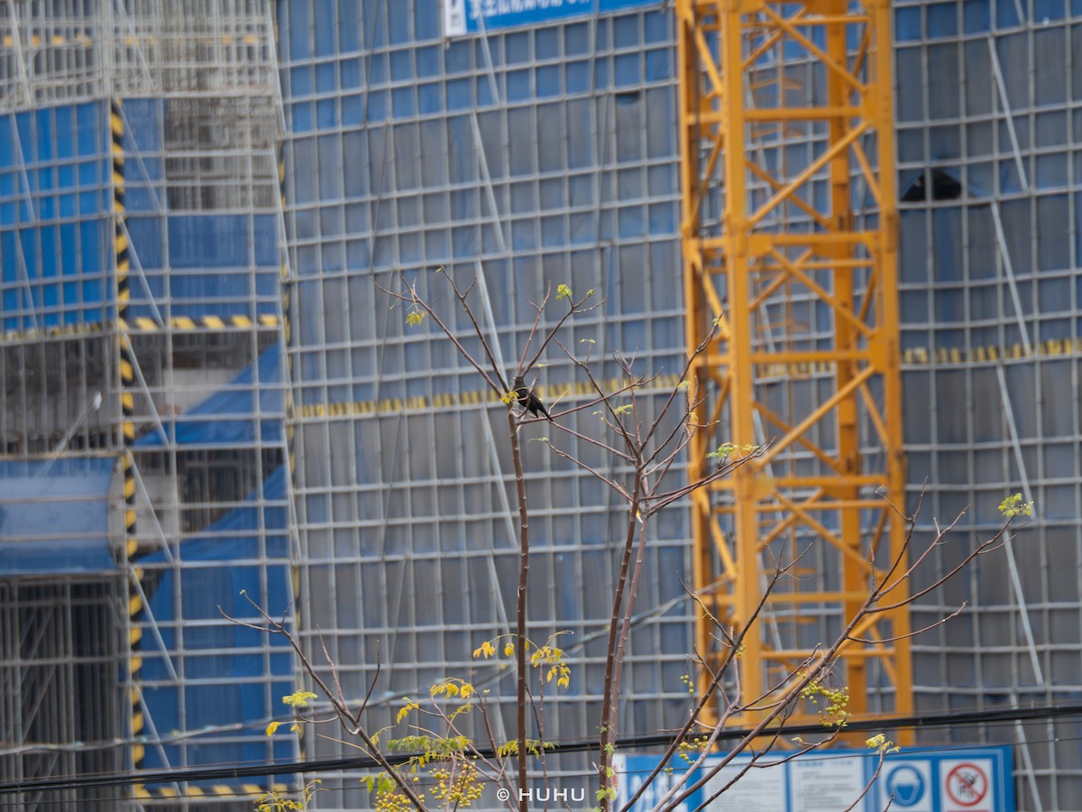 Chinese Blackbird - ML644583949