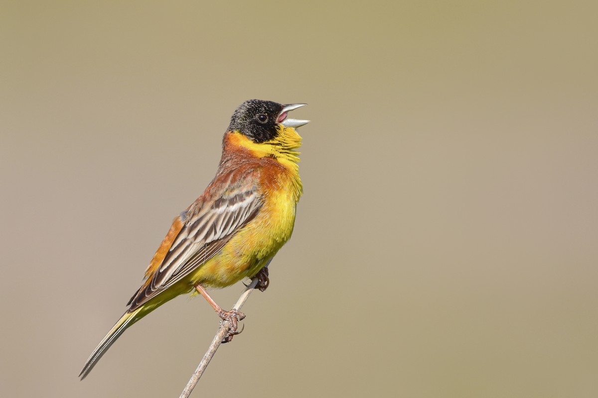 strnad černohlavý - ML644583954