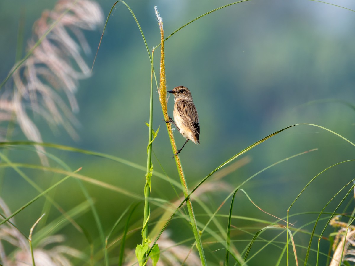 Сибирский черноголовый чекан - ML644583958