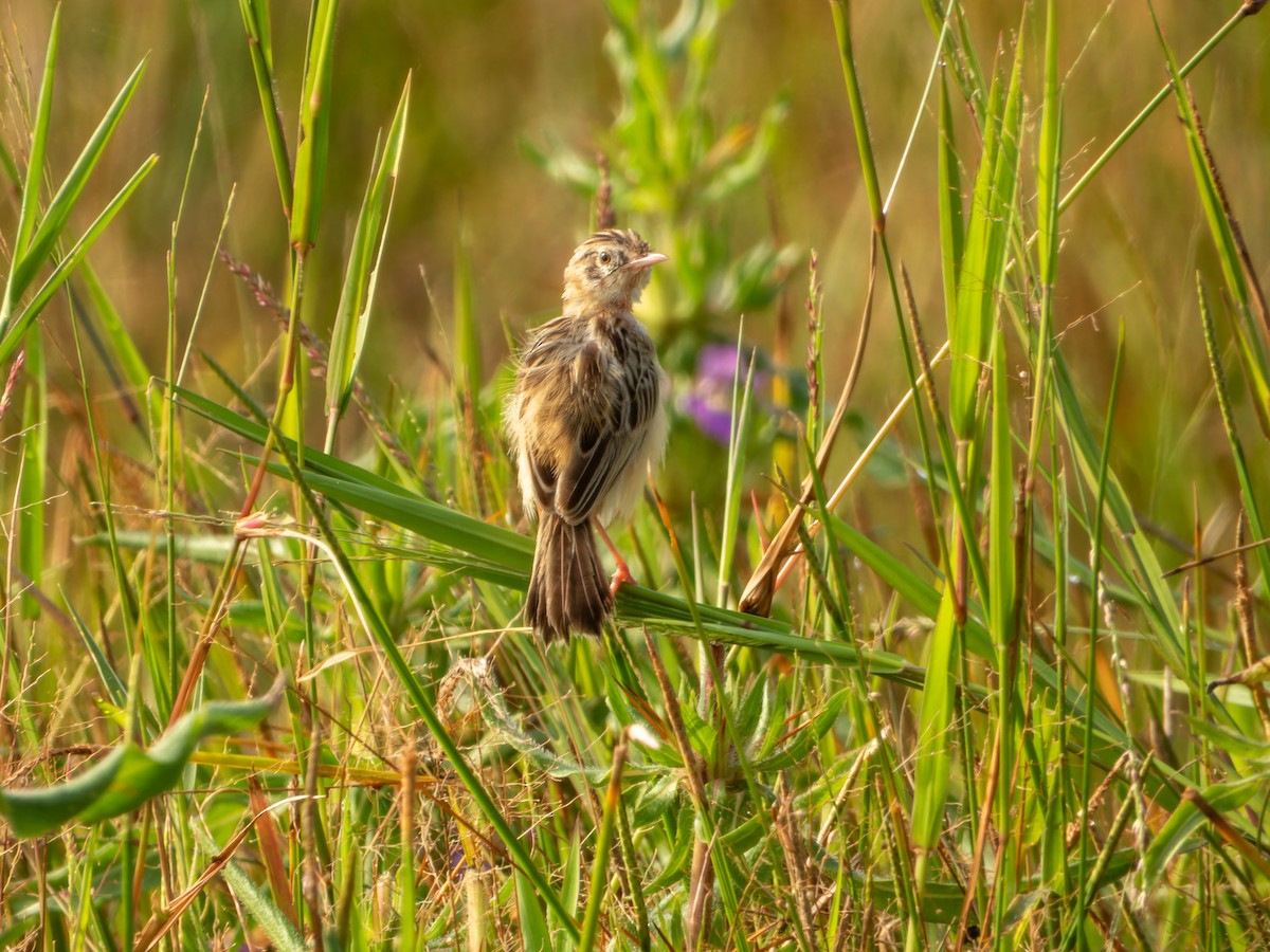 Золотистая цистикола - ML644583964