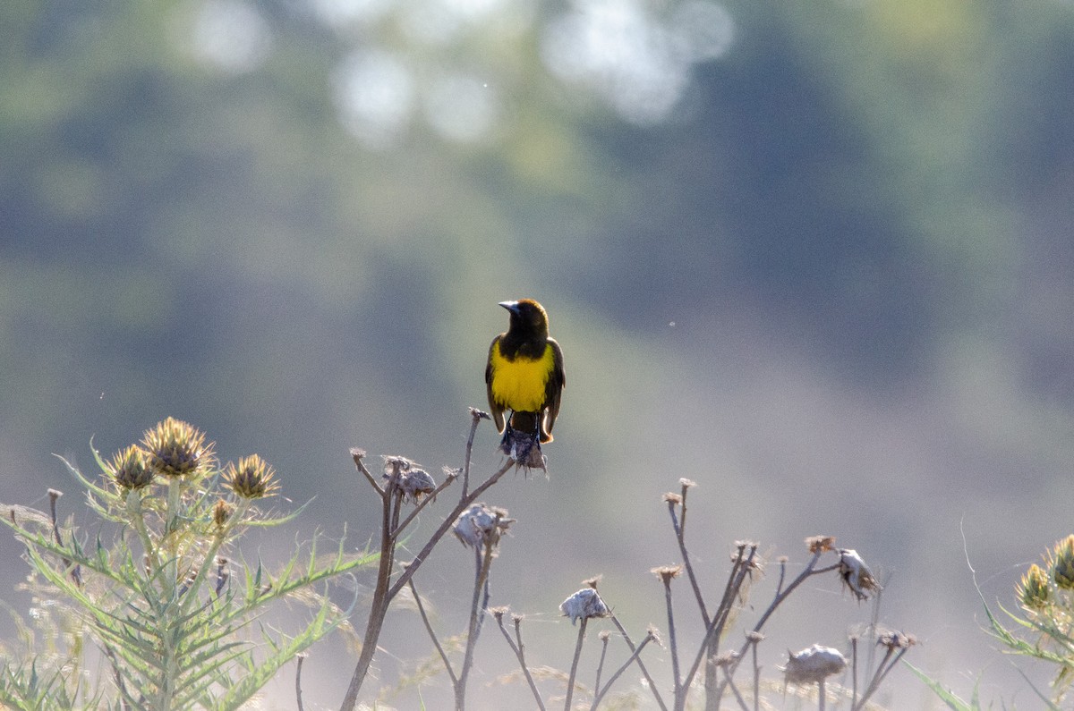 Brown-and-yellow Marshbird - ML644583965