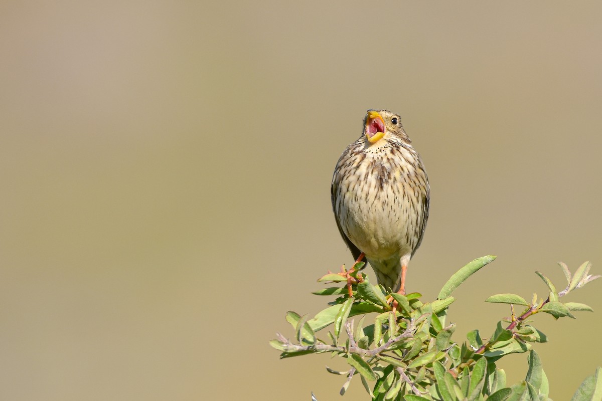 strnad luční - ML644583969