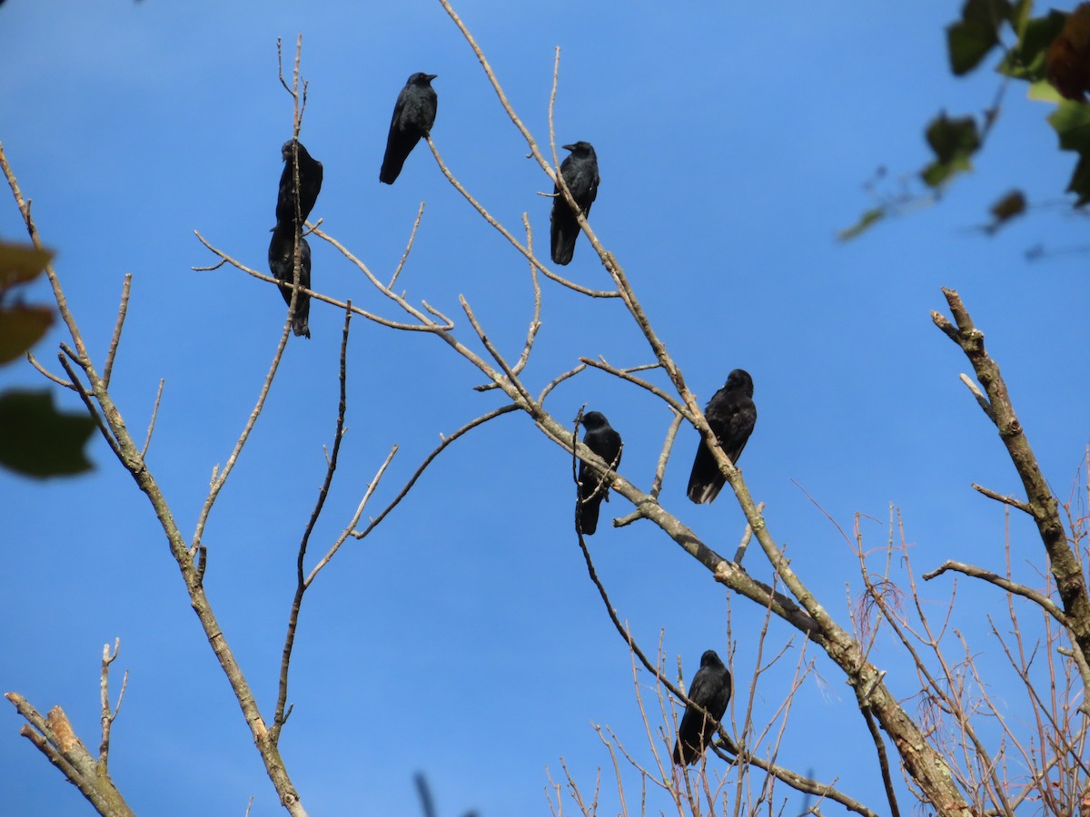 American/Fish Crow - ML644583978