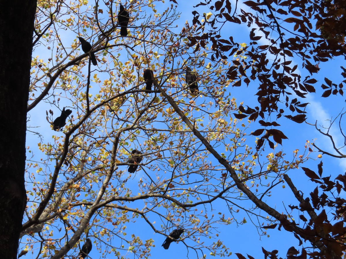 American/Fish Crow - ML644583979