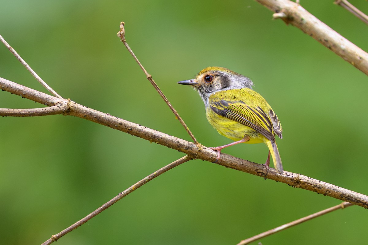 Microtyran oreillard - ML644583980