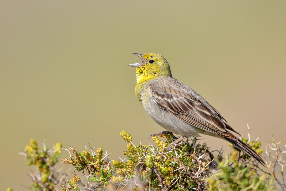 strnad šedý - ML644583981