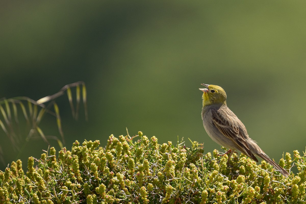 strnad šedý - ML644583982