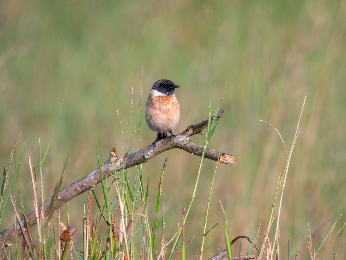 Сибирский черноголовый чекан - ML644583993