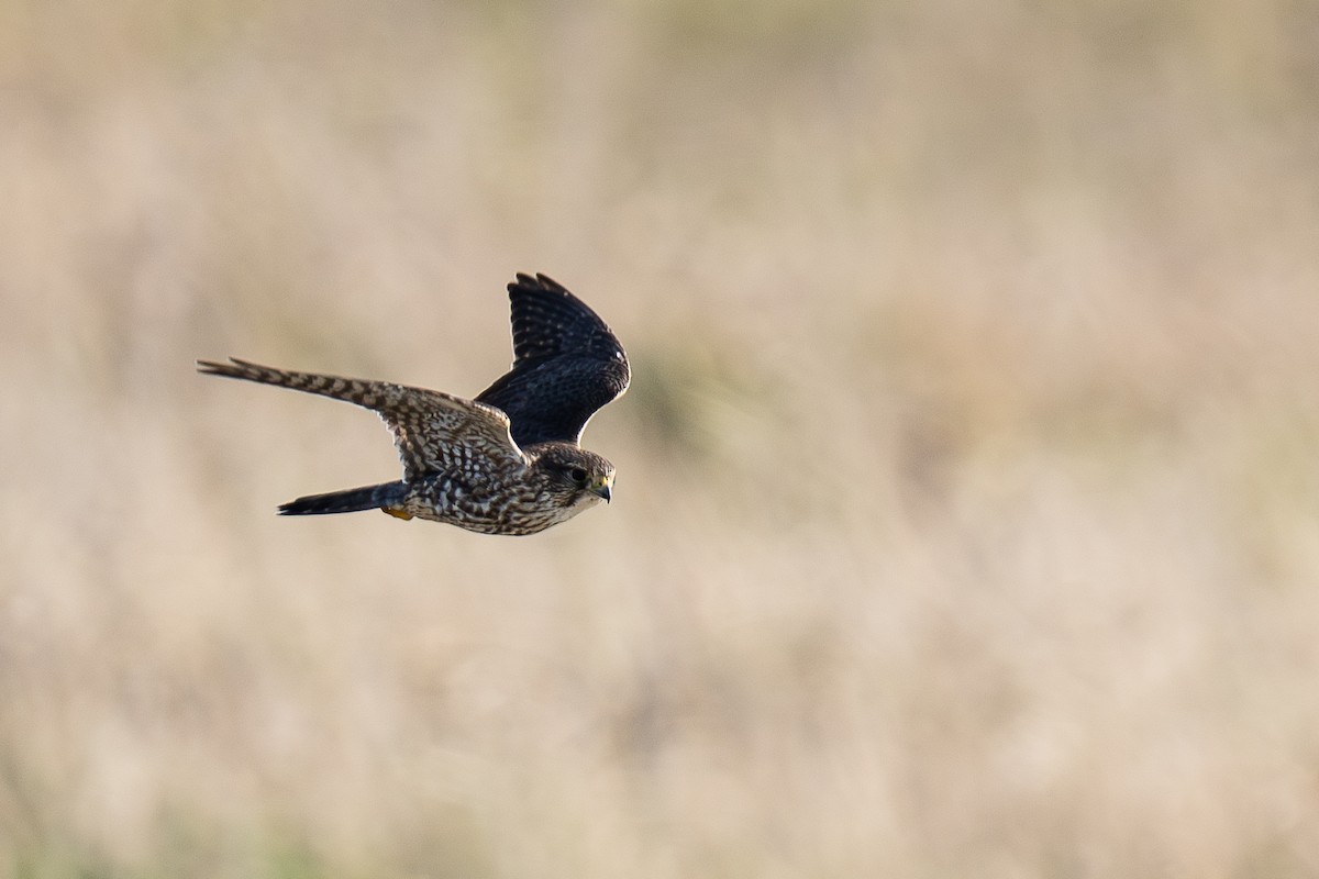 Merlin - ML644583996