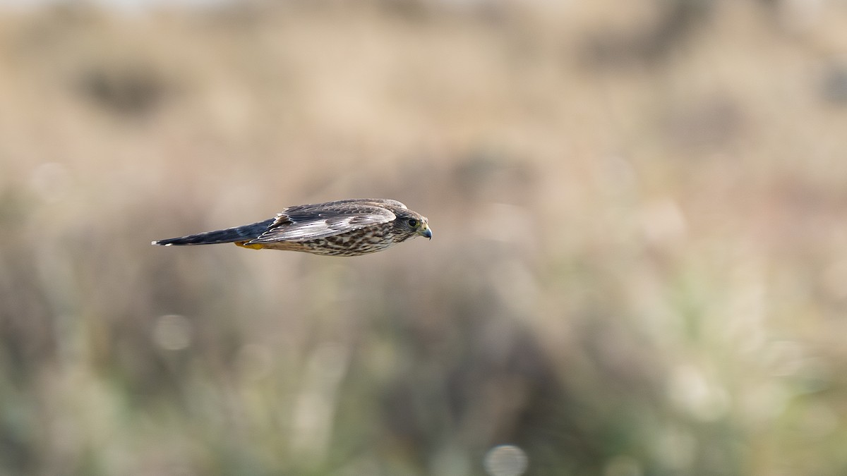 Merlin - ML644583997