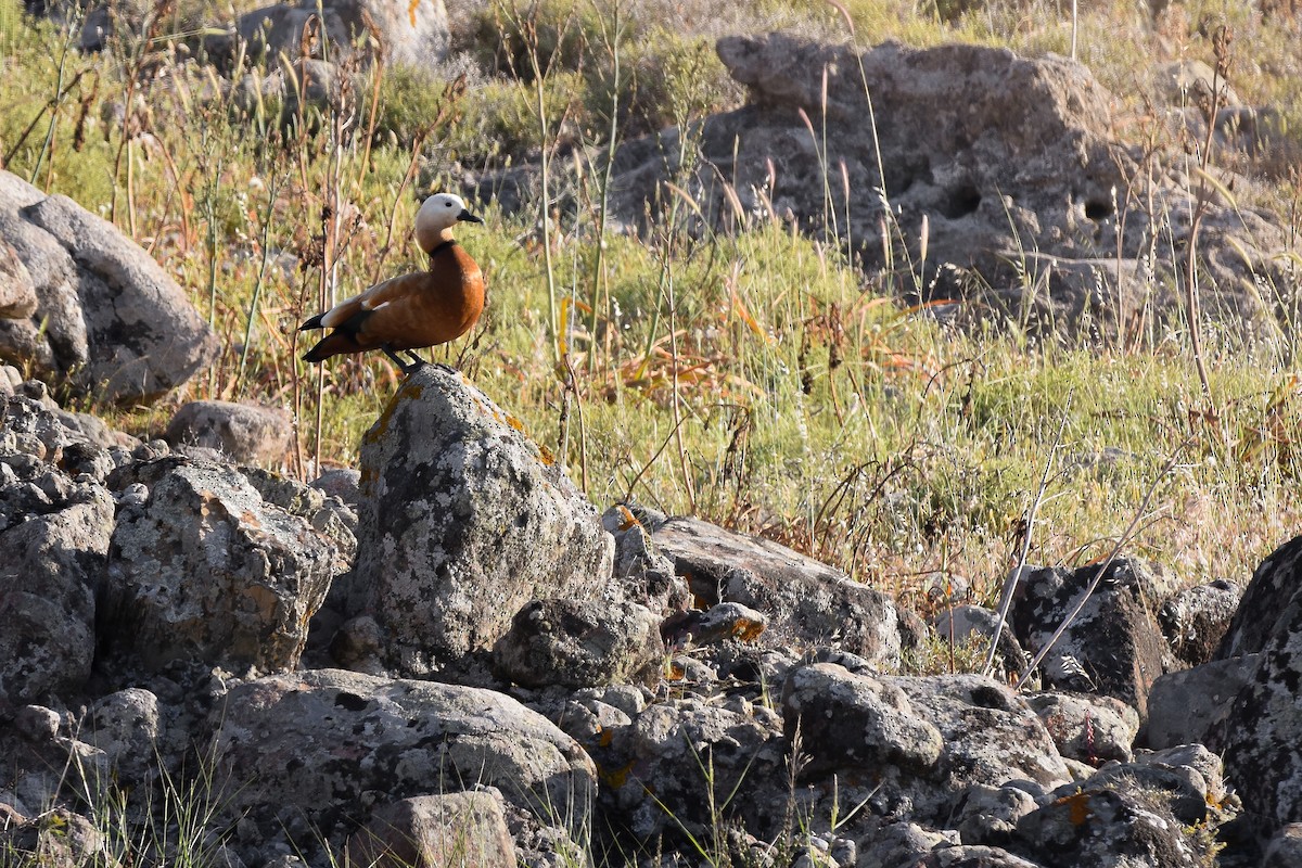 husice rezavá - ML644584000