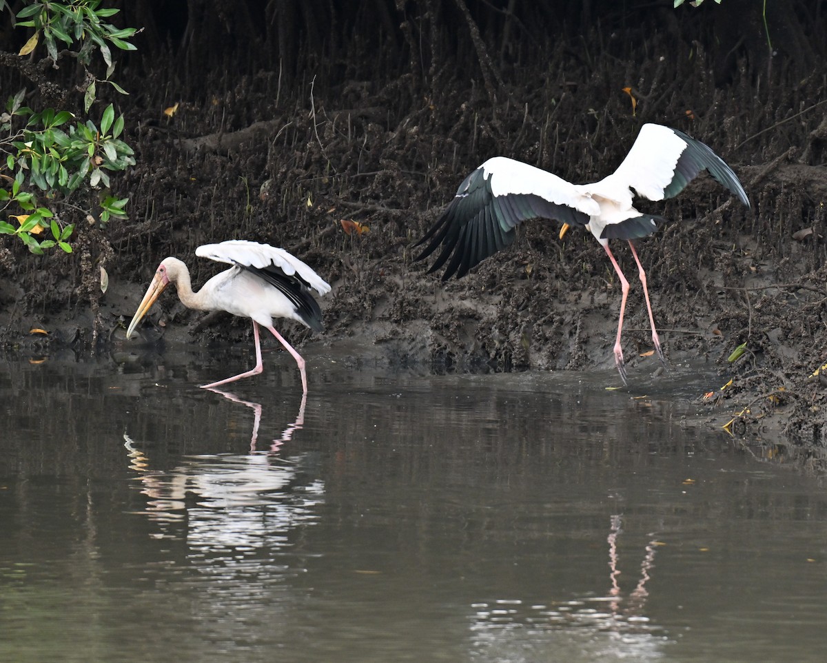 Milky Stork - ML644584001