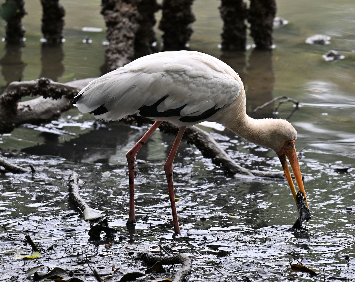 Milky Stork - ML644584002