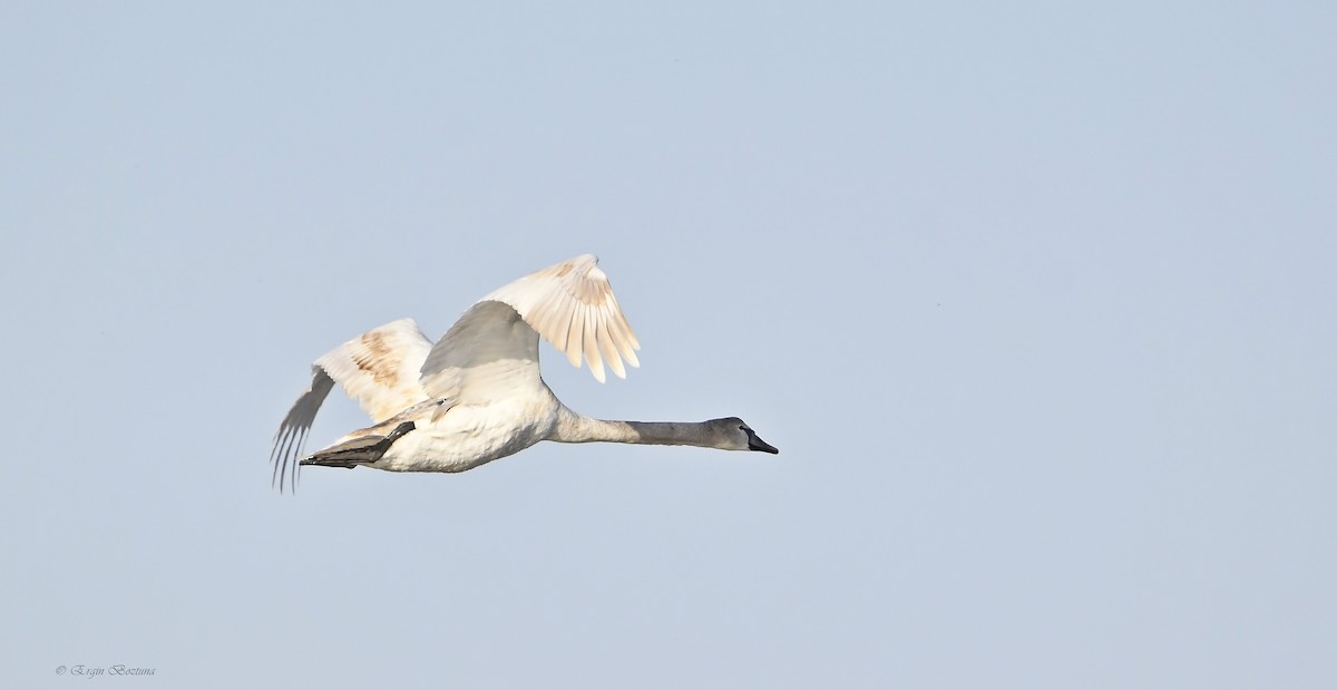 疣鼻天鵝 - ML644584004