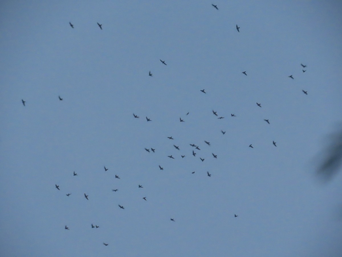 Малый стриж - ML644584007