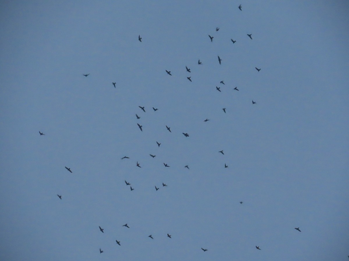 Малый стриж - ML644584008