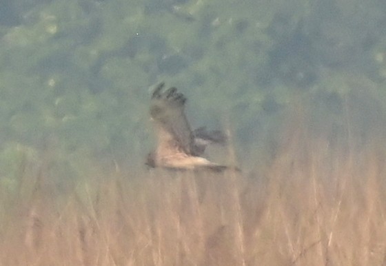 Пегий лунь - ML644584010