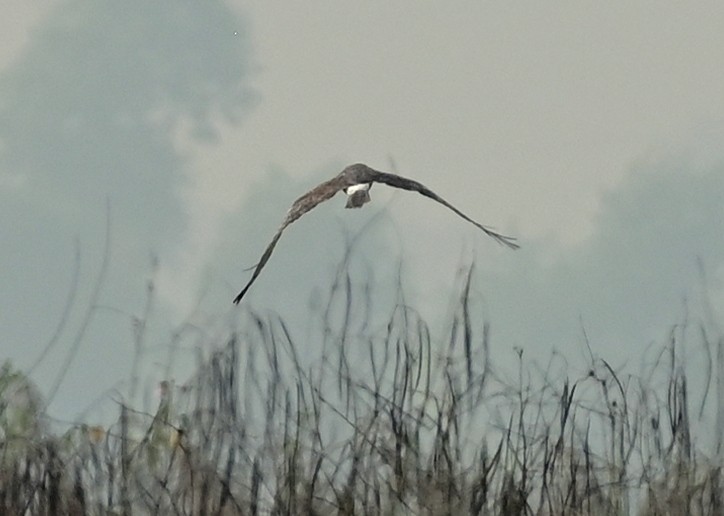 Пегий лунь - ML644584011