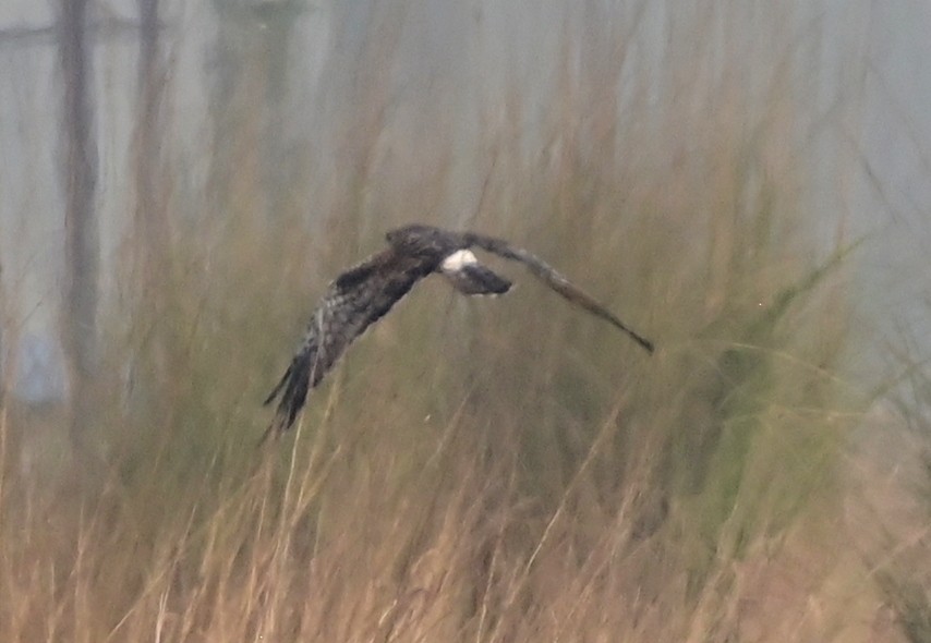 Пегий лунь - ML644584012