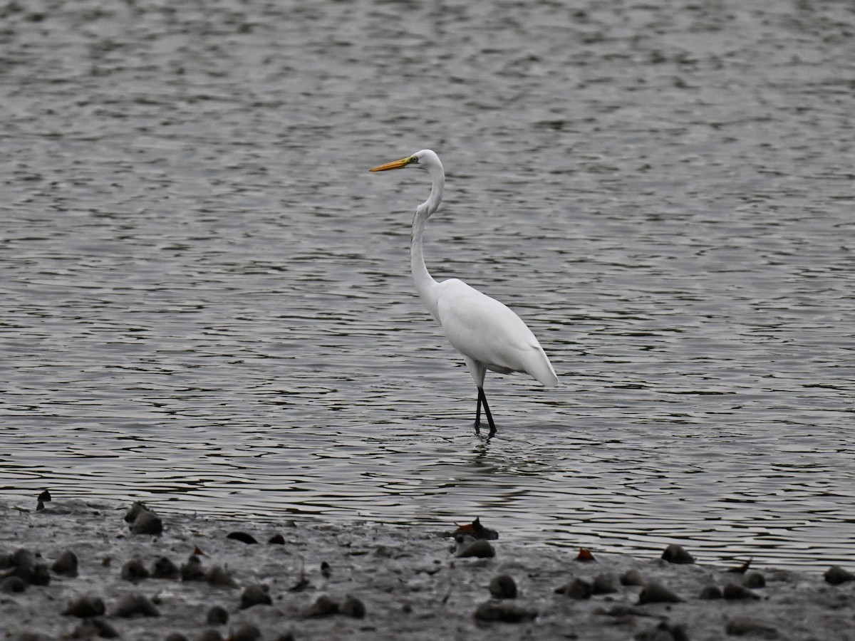 egretthegre - ML644584031