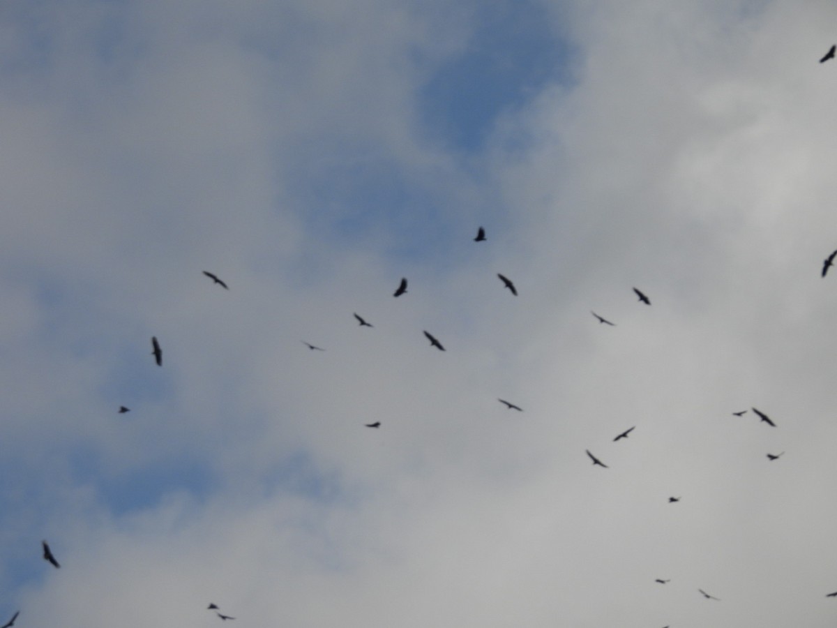 Urubu noir - ML644584035