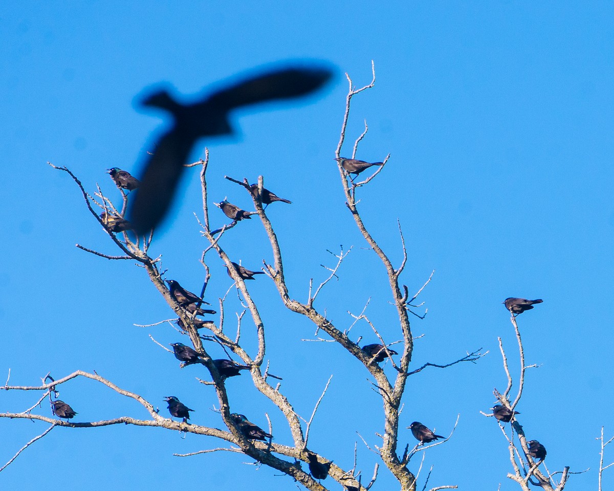 Пурпурный гракл - ML644584037