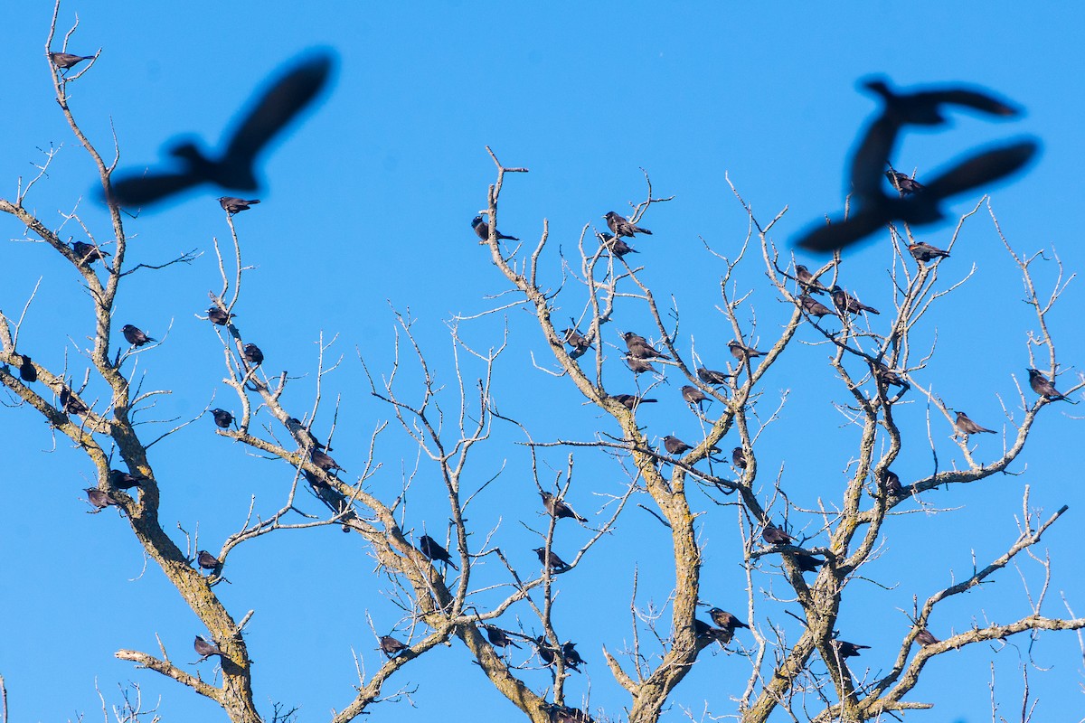 Пурпурный гракл - ML644584038