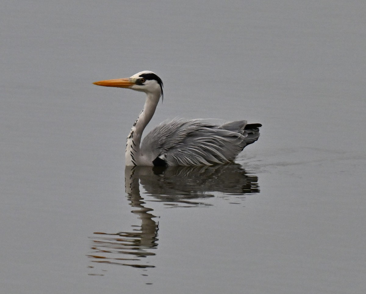 gråhegre - ML644584039