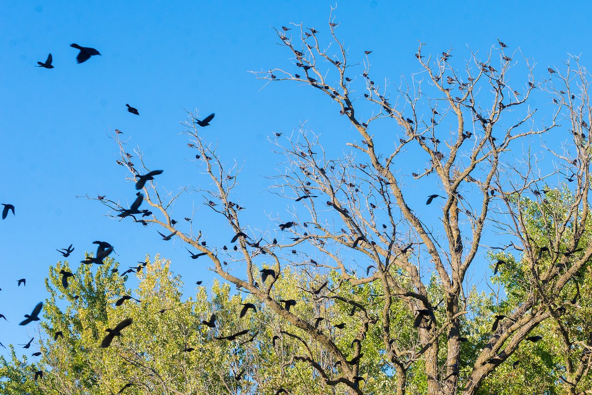 Пурпурный гракл - ML644584040