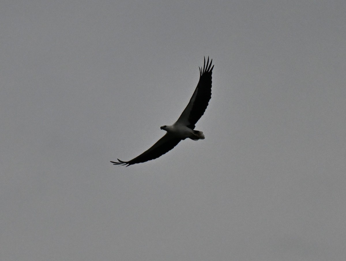 Pygargue blagre - ML644584045